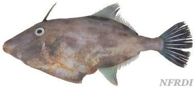 国产剥皮鱼视频,揭秘传统美食的制作过程