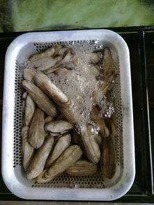 国产象拔蚌视频