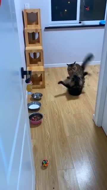 国产猫粮打假视频大全图片,打假视频大全，守护宠物健康