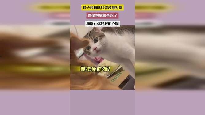 国产猫粮打假视频大全图片,打假视频大全，守护宠物健康