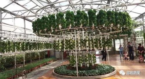 国产无土栽培技术视频,国产无土栽培技术革新之路