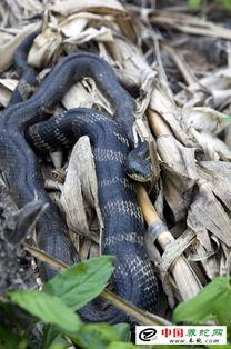 养国产棕黑蛇违法吗视频,养国产棕黑蛇是否违法？视频揭示真相