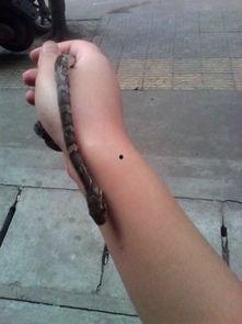 养国产棕黑蛇违法吗视频,养国产棕黑蛇是否违法？视频揭示真相