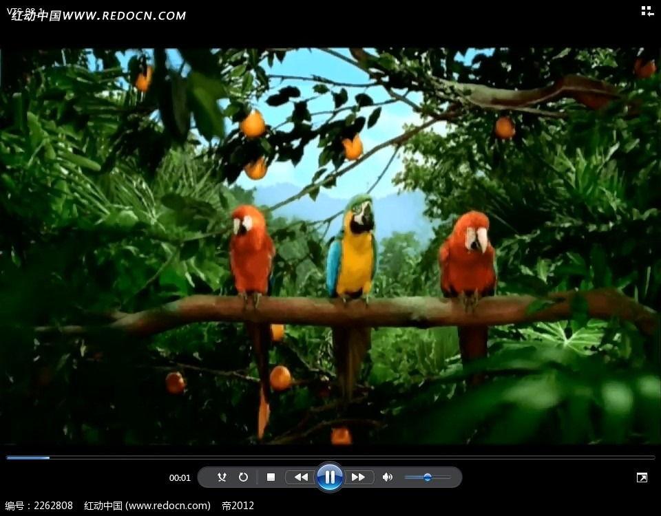 国产的鹦鹉动画视频大全,趣味横生，寓教于乐的视听之旅