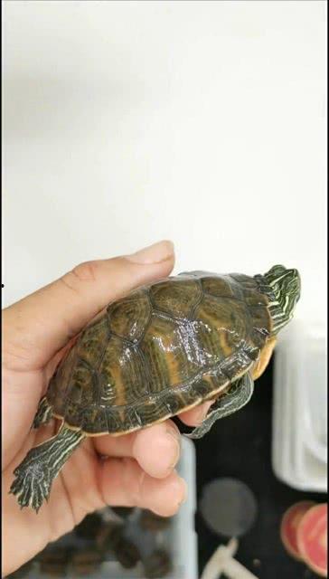 国产乌龟视频下载安装,轻松获取萌宠乐趣