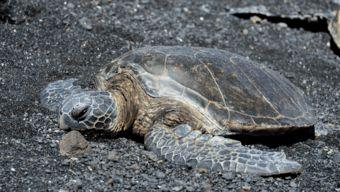 国产乌龟视频下载安装,轻松获取萌宠乐趣 第2张 国产乌龟视频下载安装,轻松获取萌宠乐趣 第2张